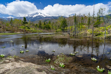 乗鞍高原　水芭蕉と乗鞍岳　長野県松本市