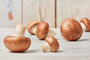 Mushrooms close-up