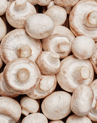 Fresh champignons