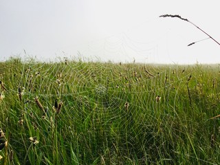Large cobweb in a field of grass