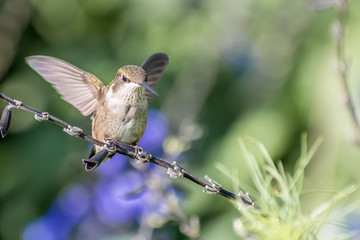A hummingbird is enjoying a sunny day on tree branches