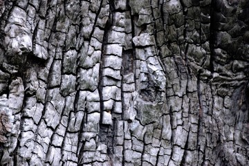 Burn tree wood texture image