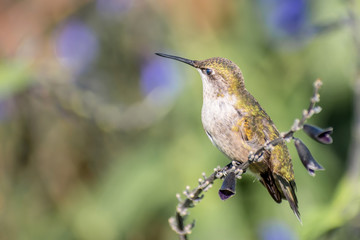 A hummingbird is enjoying a sunny day on tree branches