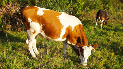 Naklejka na ściany i meble Cows graze in the pasture.Rural landscape.