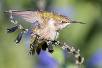 A hummingbird is enjoying a sunny day on tree branches