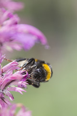 Biene auf Blüte