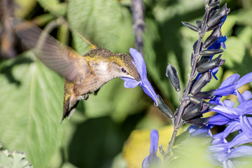 A hummingbird is enjoying a sunny day on tree branches