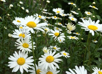 Daisy type flowers