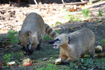 Naklejka premium Nasenbär