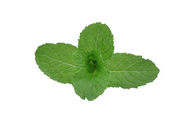 peppermint on white background
