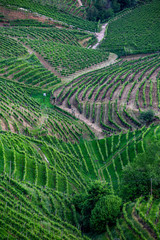 Valdobbiadene region of Prosecco sparkling wine, vineyards planted with steep slopes of hills. Italy
