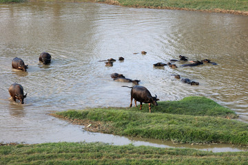 Chinese egrets and cattle and sheep river scene