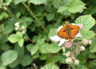 Essex skipper butterfly