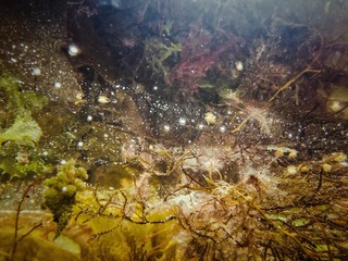 Obraz na płótnie Canvas Algas en charcos de marea