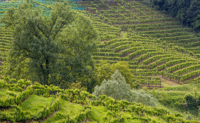 Valdobbiadene region of Prosecco sparkling wine, vineyards planted with steep slopes of hills. Italy