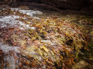 Algas en la marea