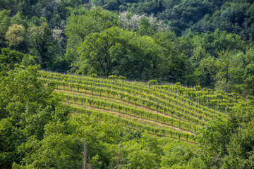 Naklejka premium Valdobbiadene region of Prosecco sparkling wine, vineyards planted with steep slopes of hills. Italy