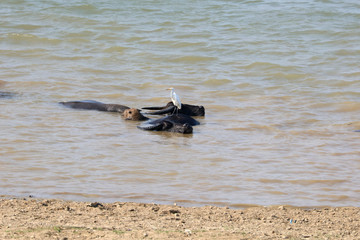 Fototapeta premium Chinese egrets and cattle and sheep river scene