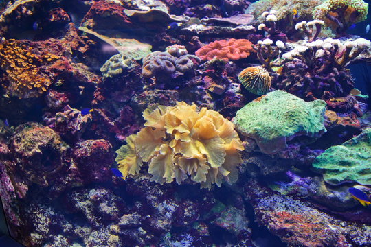 colored corals and tropical fish under water