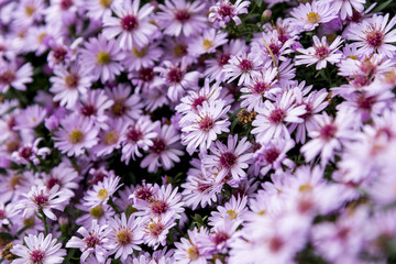 Aster x frikartii 'Mnch' - English Autumn