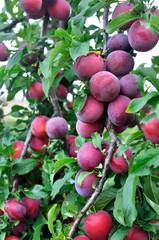close-up of ripe plums on a tree branch in the orchard, vertical composition