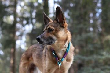 Schäferhundmischling Portrait