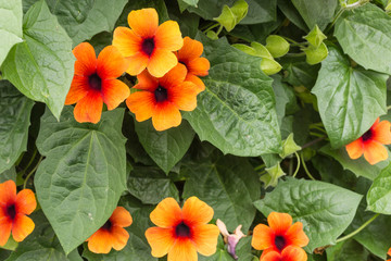black-eyed Susan vine - thunbergia alata