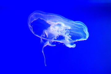tropical transparent jellyfish under water in aquarium on blue background