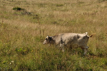 Grazing cow on a meadow