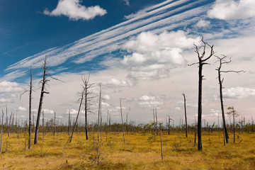 Classic northern marsh with dead pines without bark. And unusual clouds sometimes like a parallel...