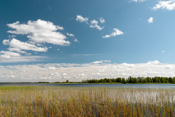 Northern lake in midday light with a lot of cane. Blue sky with amazing clouds like a foam and smoke. A forest on horizon.