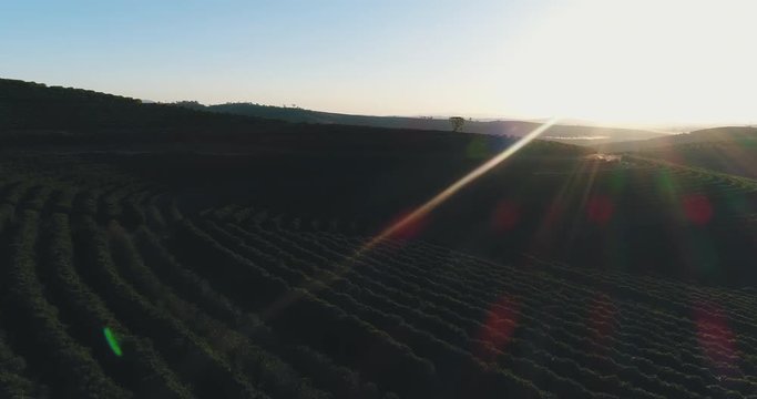 Coffee field in Minas Gerais, Brasil. Image made at sunset