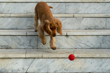 puppy dog cocker spaniel playing with ball