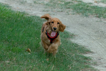 puppy dog cocker spaniel running on grass