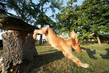 puppy dog cocker spaniel portrait jumping on grass