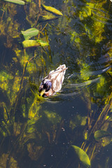 Duck floating on the lake, top view of the bird and underwater plants