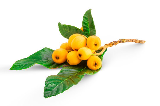 Bunch of japanese loquat or meldar also called Bibasse isolated on white background 