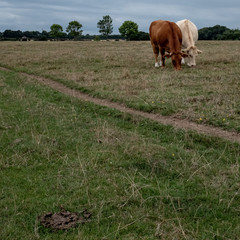 Brown and white cows eating together with cow pat 