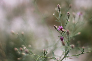 tough grass and wild flowers in the dry steppe in the wind