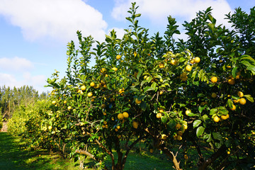 Fototapeta na wymiar Orchard grove of lemon trees with bright citrus fruit growing on trees against a blue sky