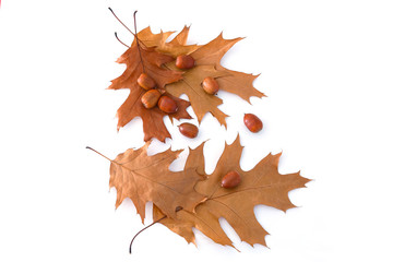Autumn leaves and acorns isolated on white background. Top view