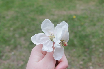 white delicate quivering Apple blossom in hand on green grass background