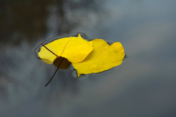 Autumn yellow leaves tumbling into water. Leaves on water. An autumn came.