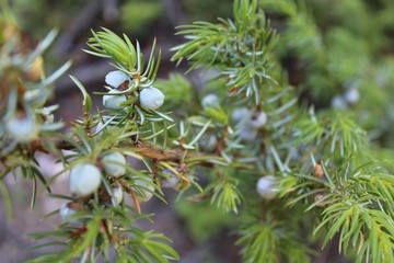 Pine needles and berries