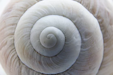 Poster Shell of a grape snail close-up. © Alexander