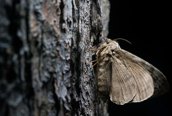 Dendrolimus superans (Siberian silkworm, Siberian moth) on the pine trunk 