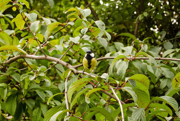 Great Tit in shrub