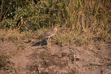 Water Dikkop wading along the shore in the Okavango Delta, Botswana
