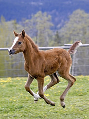 Beautiful Arabian Colt playful, galloping at pasture.