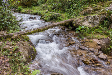 Obraz premium Selva Peruana